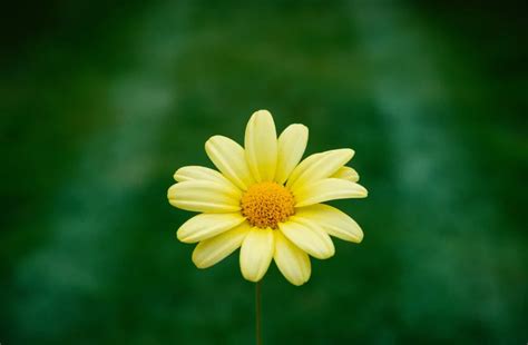 黃雛菊花語|黃雛菊的花語